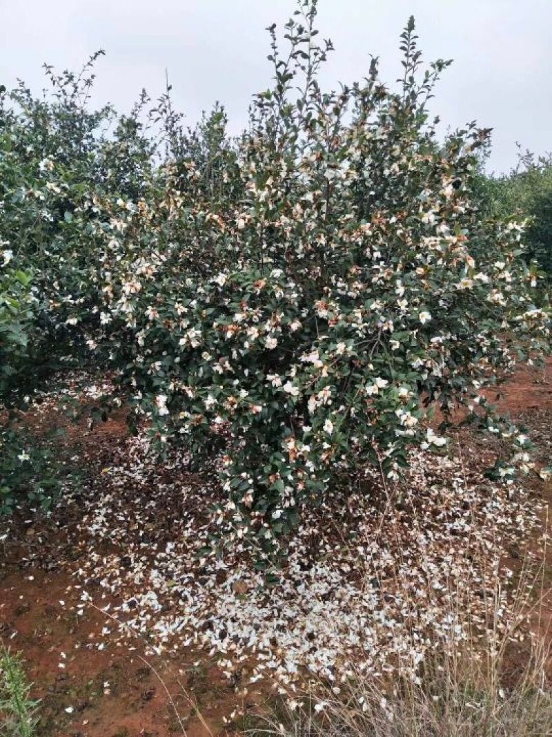 油茶苗嫁接油茶苗30-60