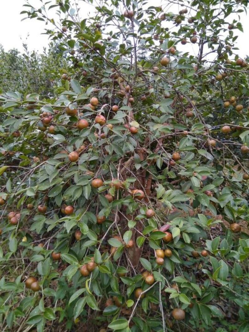 油茶苗嫁接油茶苗30-60