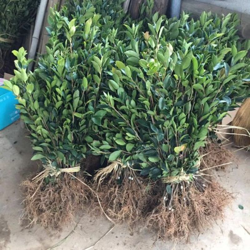 油茶苗嫁接油茶苗30-60