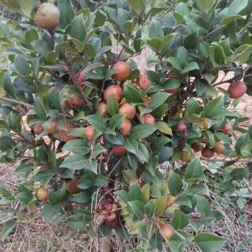 油茶苗嫁接油茶苗30-60