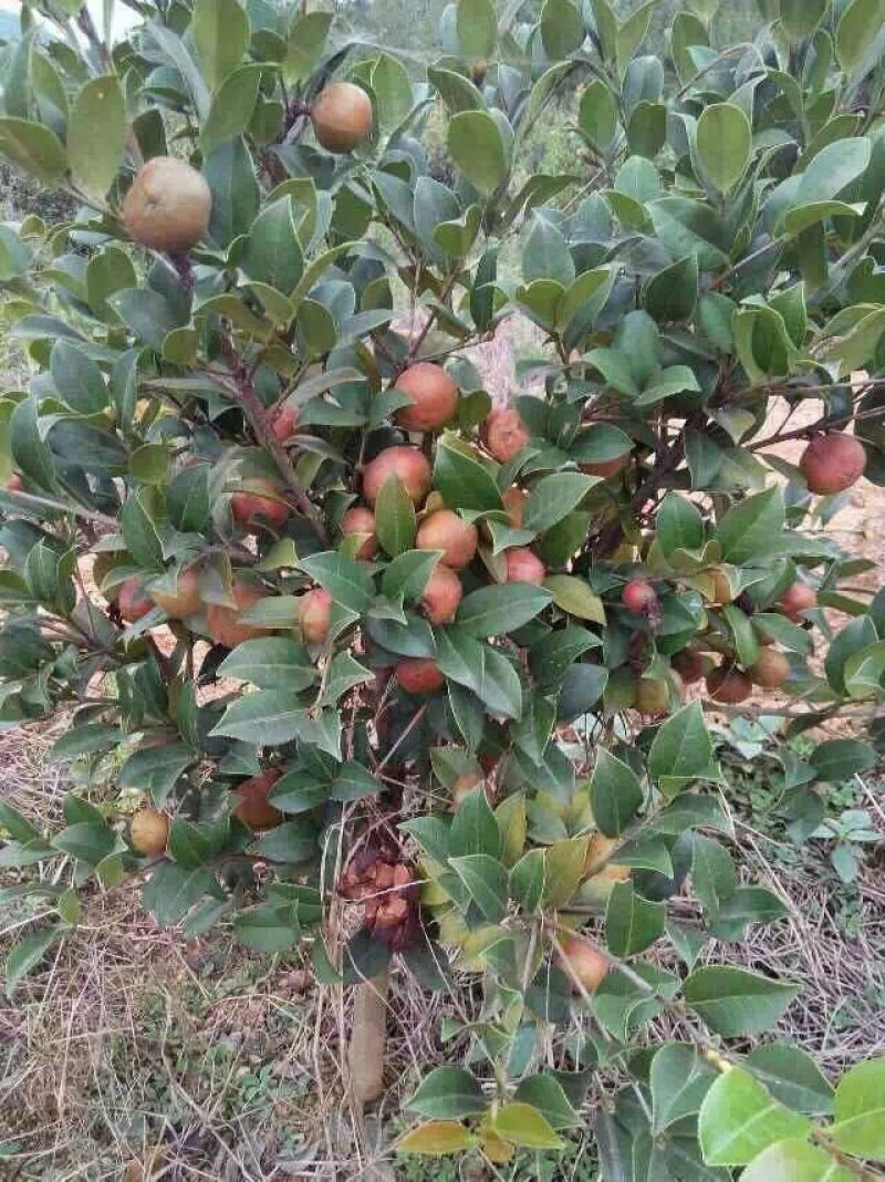 油茶苗嫁接油茶苗30-60