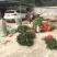 油茶苗嫁接两年50-80高