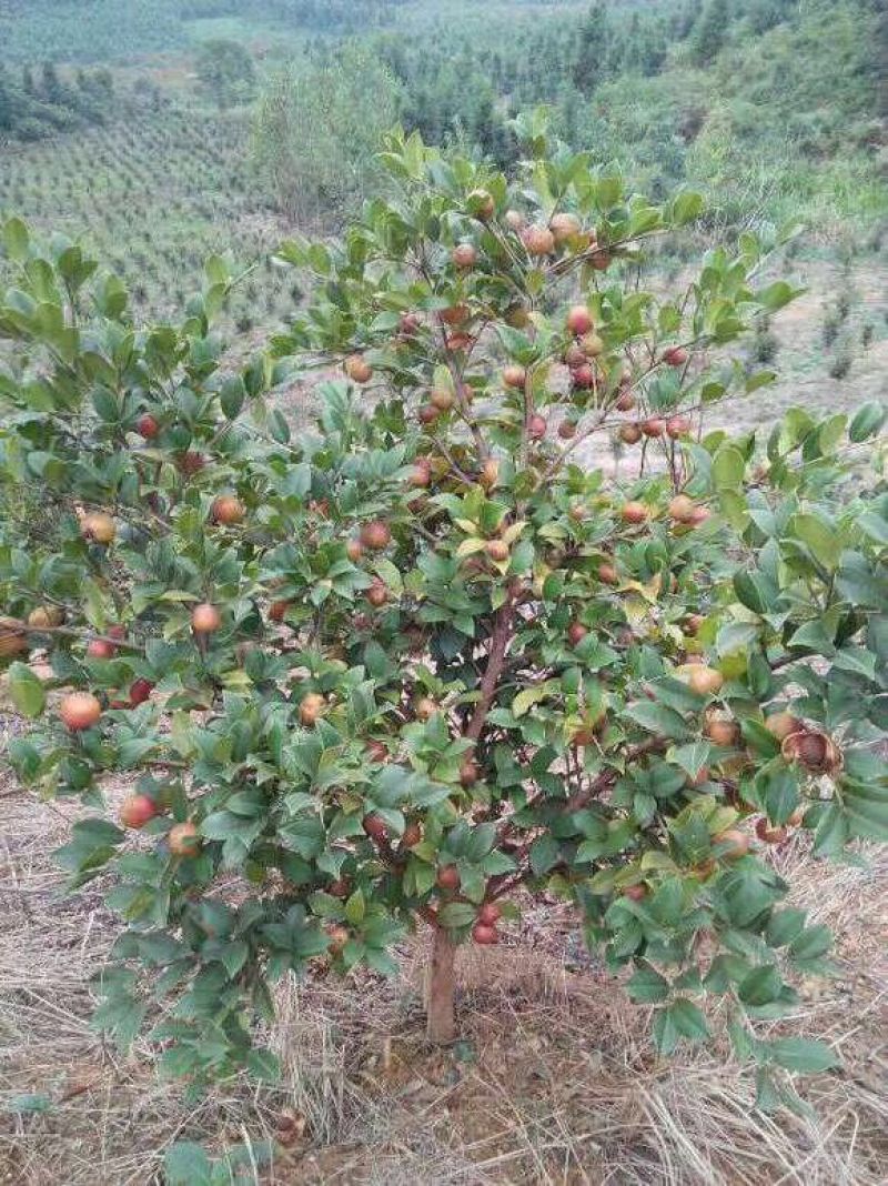 油茶苗嫁接两年50-80高
