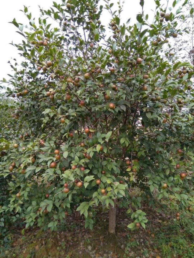 油茶苗嫁接两年50-80高