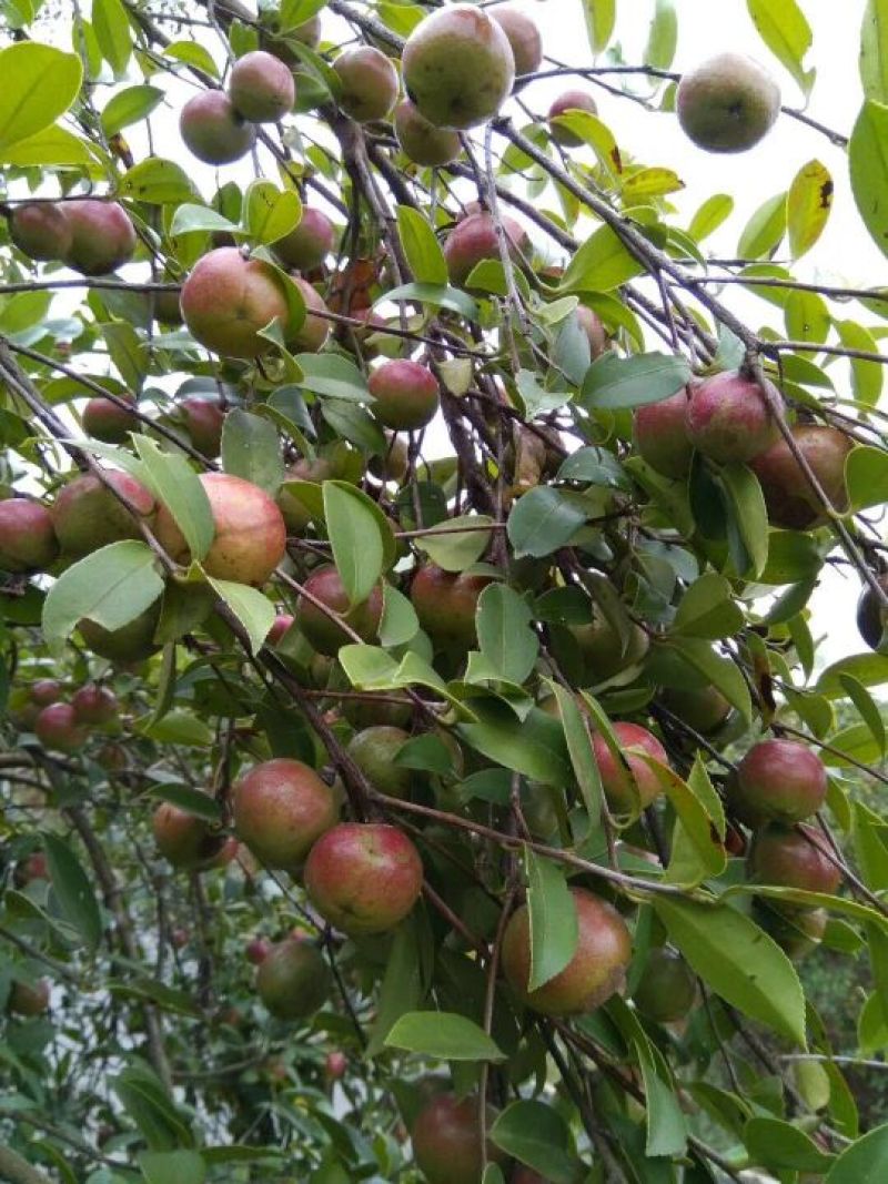 油茶苗嫁接两年50-80高