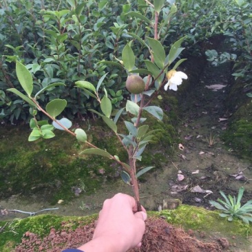 油茶苗嫁接两年50-80高