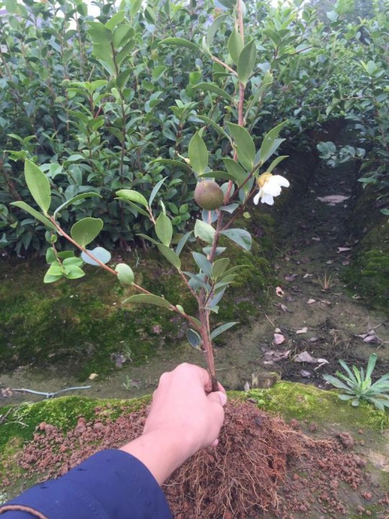 油茶苗嫁接两年50-80高