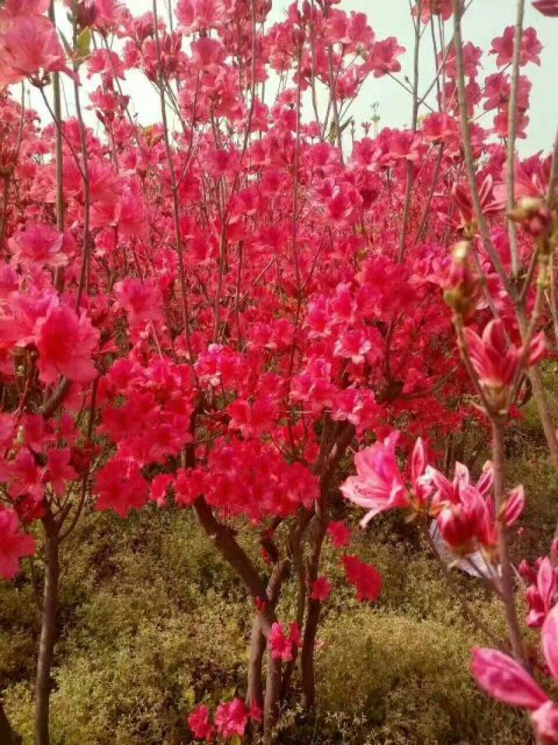杜鹃4~6cm1.5~2米