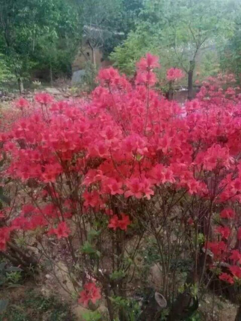 杜鹃4~6cm1.5~2米