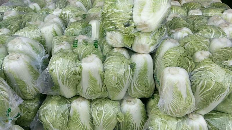 青杂三号白菜大量上市，视频看货，诚信代收