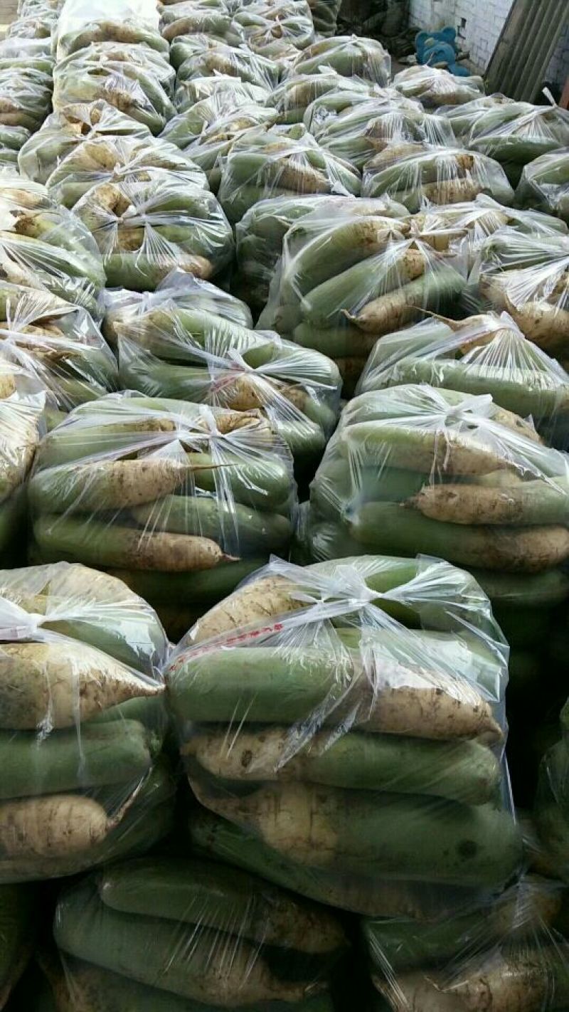 河南汝州青萝卜大量上市，视频看货，诚信代办欢迎来电咨询