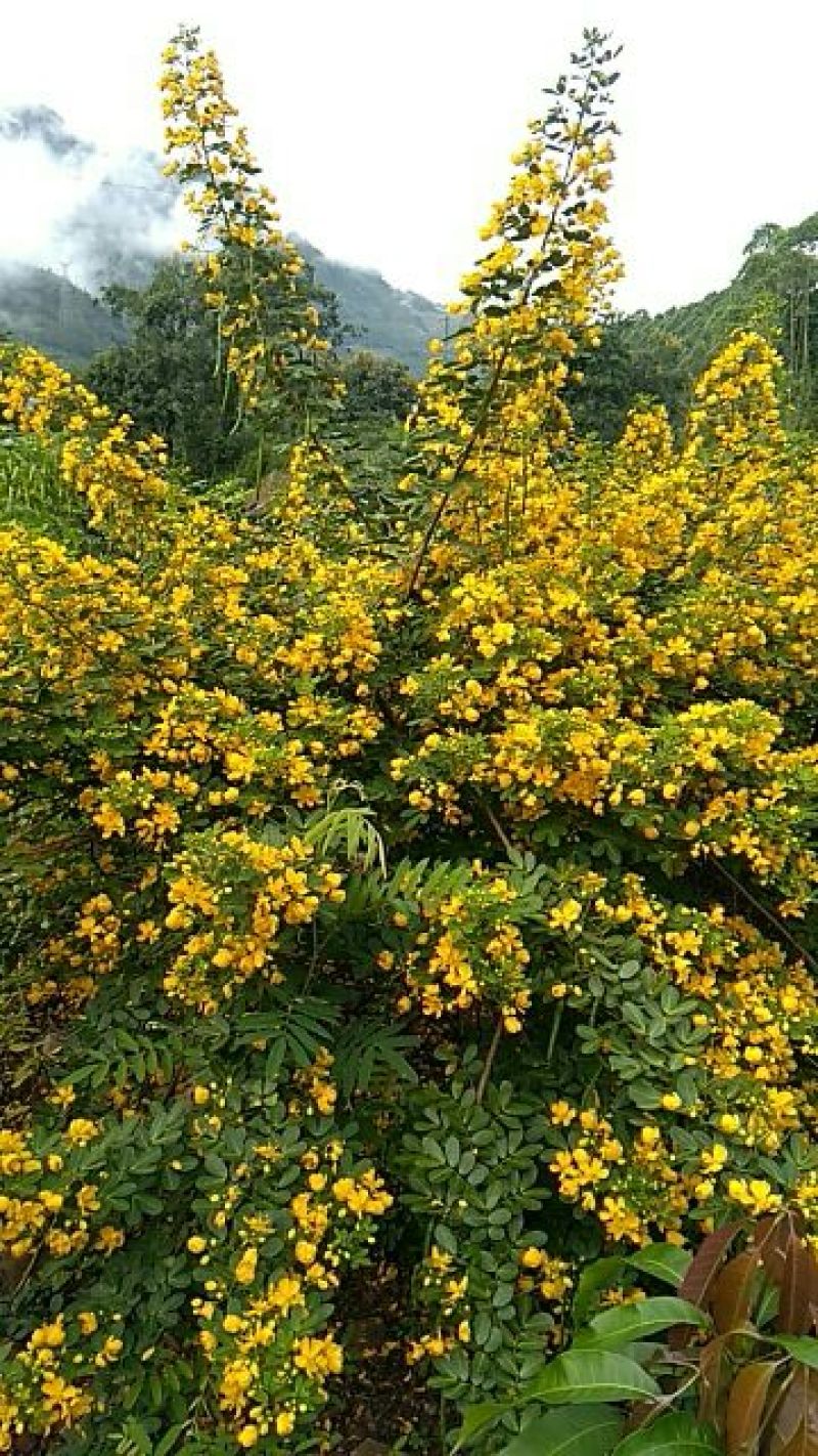 【推荐】黄花槐种子芽率95以上，品种纯正质优价廉包质量