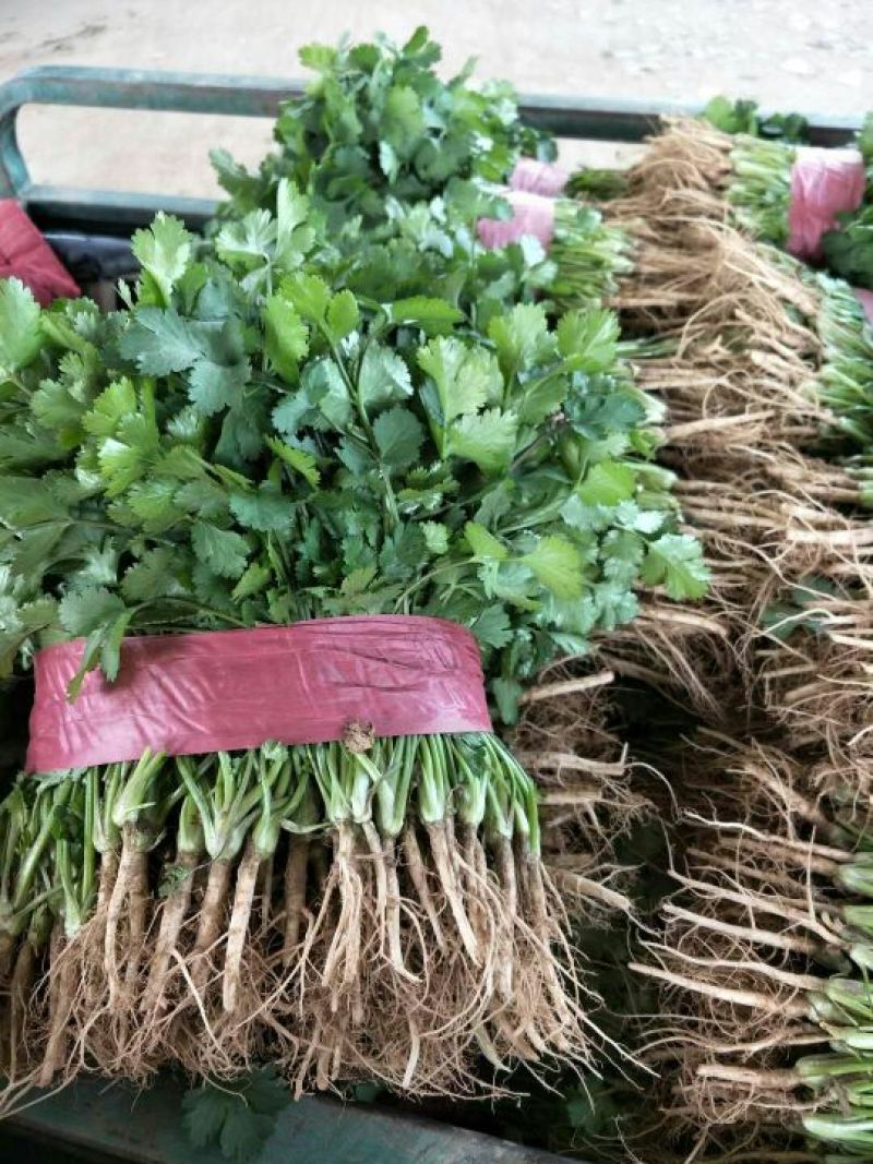 大叶菠菜滑县最大批发市场直供