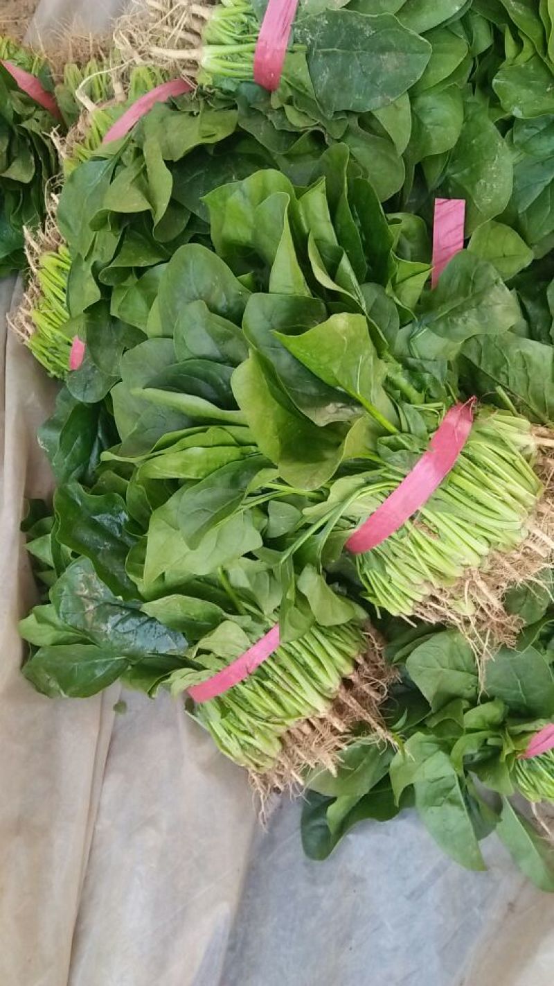 大叶香菜20~30厘米，产地直供，欢迎新老客户光临……
