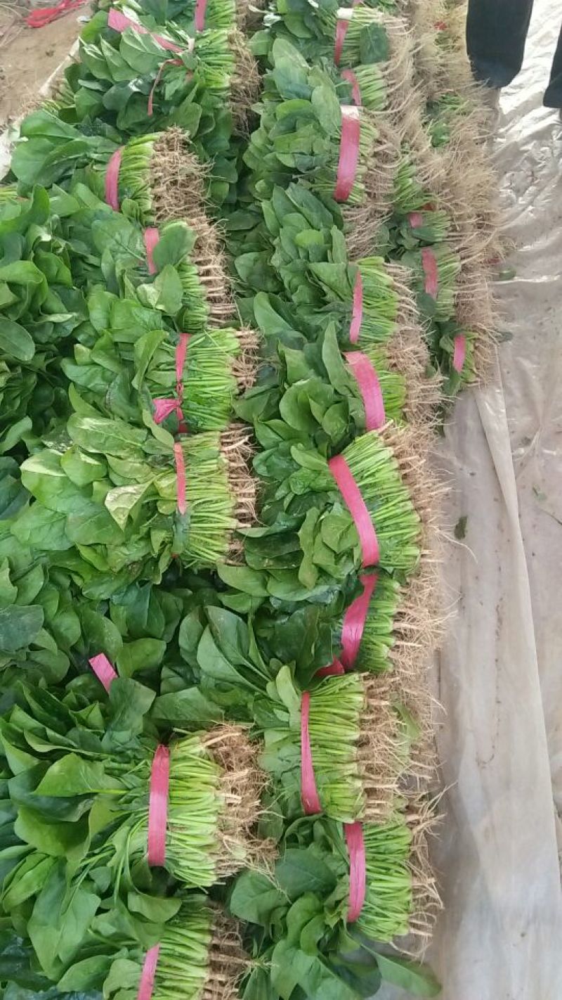 大叶香菜20~30厘米，产地直供，欢迎新老客户光临……