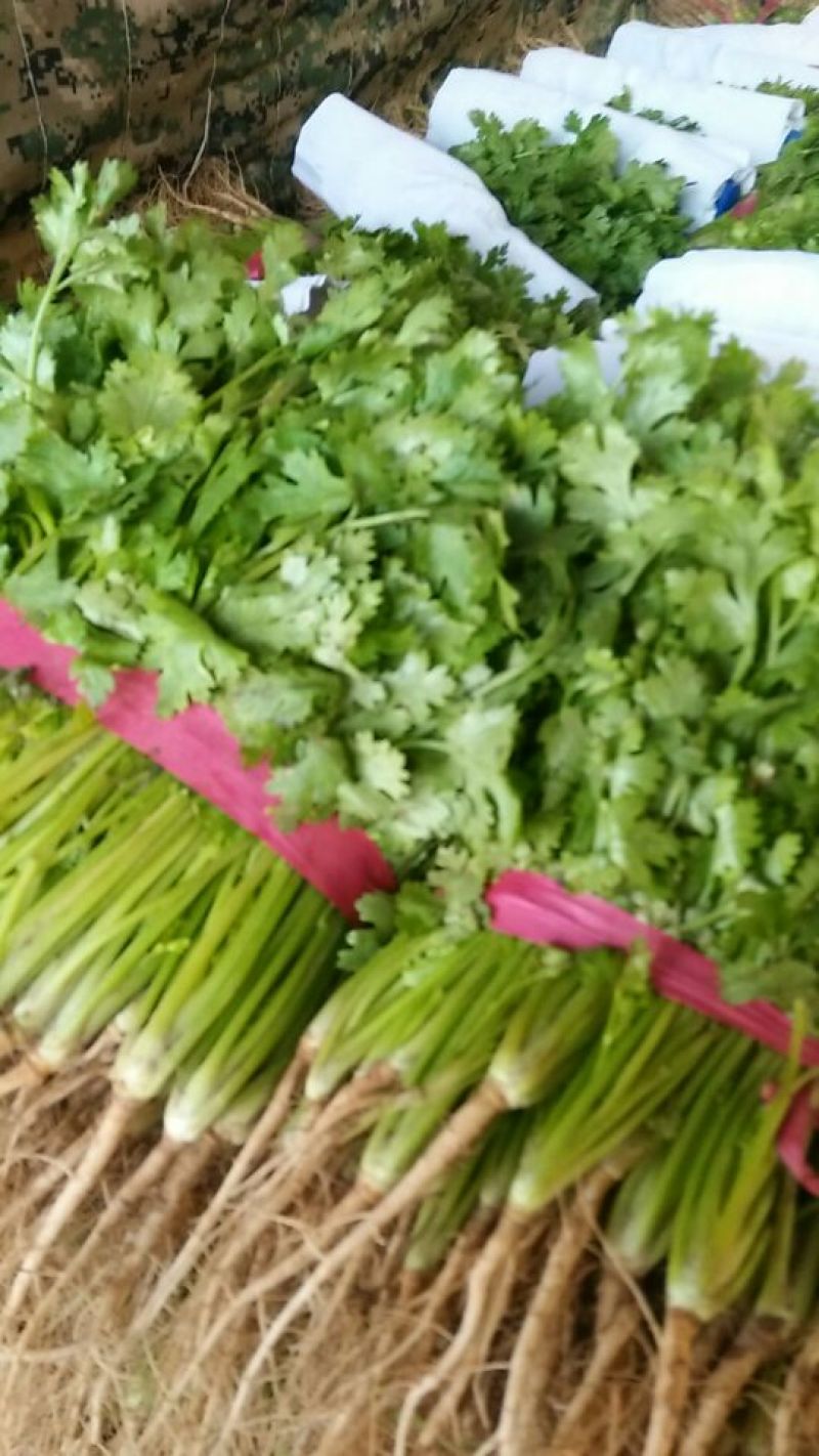 大叶香菜20~30厘米，产地直供，欢迎新老客户光临……