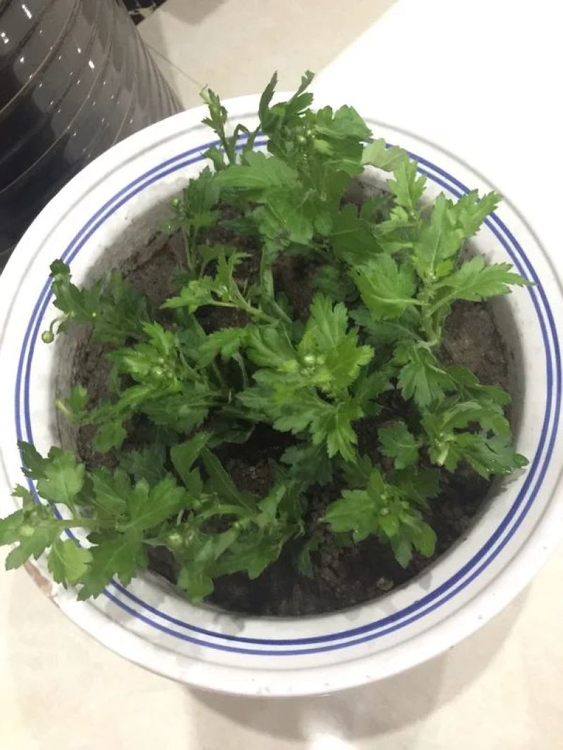 菊花苗