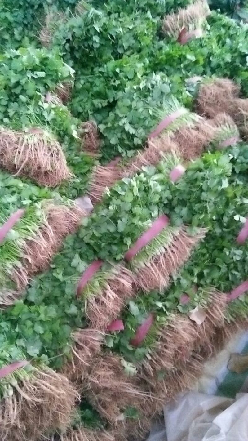 大叶香菜20~30厘米，产地直供，欢迎新老客户光临……