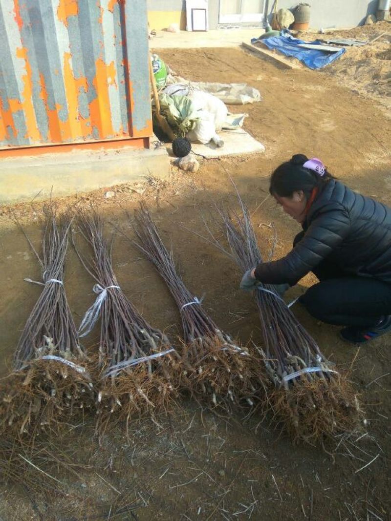 矮化苹果苗矮化子根砧木露利苹果苗苹果苗新品种早熟品种