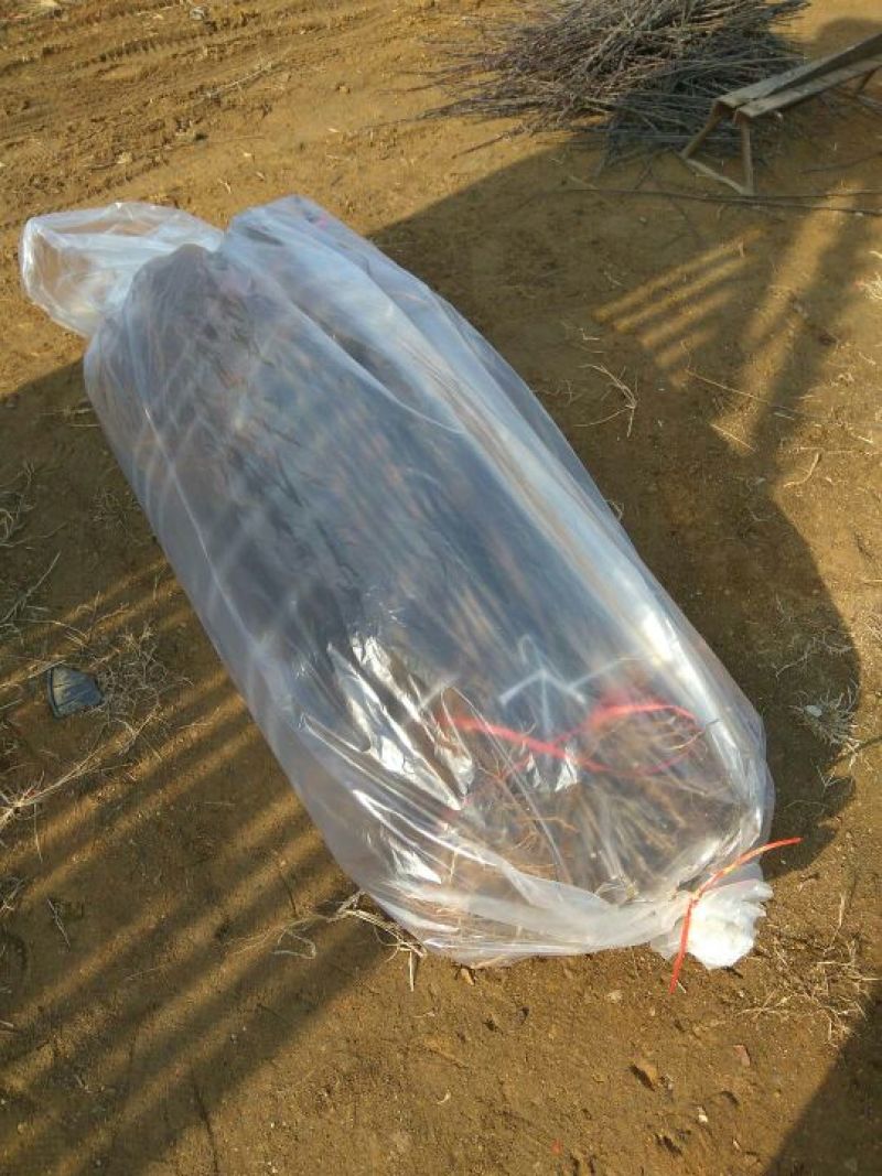矮化苹果苗矮化子根砧木露利苹果苗苹果苗新品种早熟品种