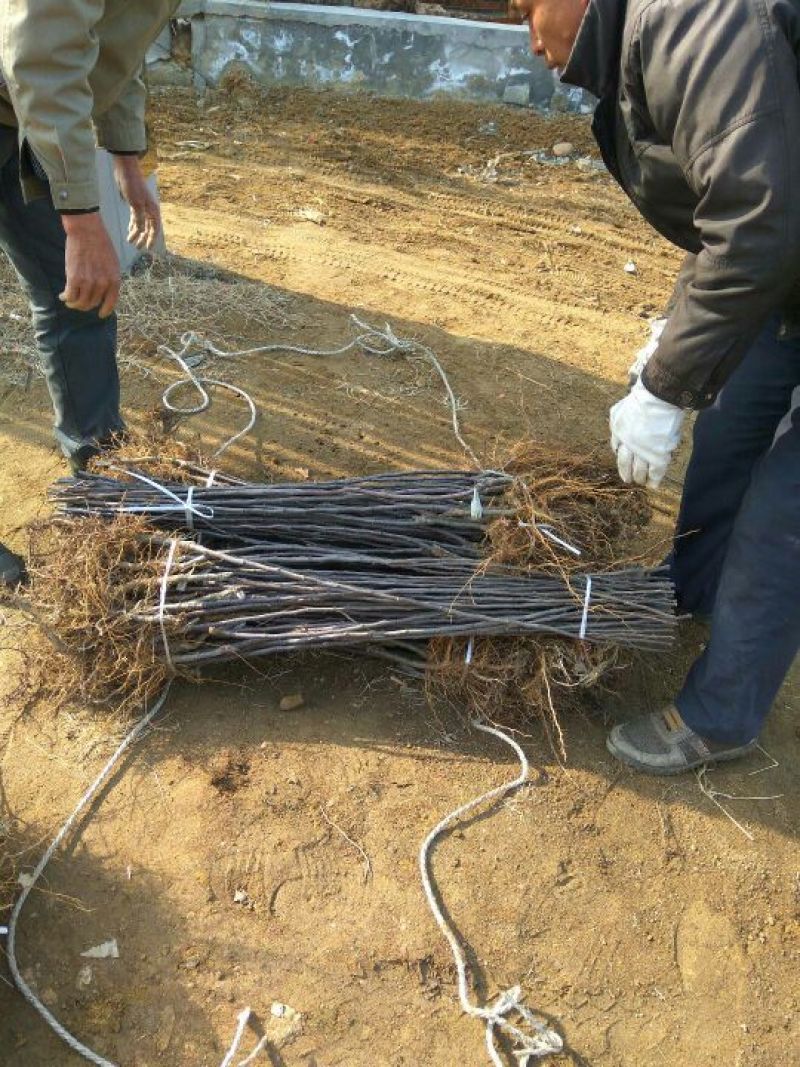 矮化苹果苗矮化子根砧木露利苹果苗苹果苗新品种早熟品种