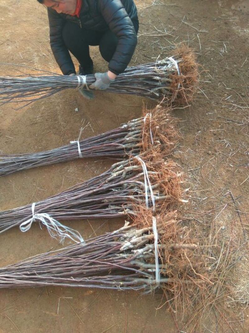 矮化苹果苗矮化子根砧木露利苹果苗苹果苗新品种早熟品种