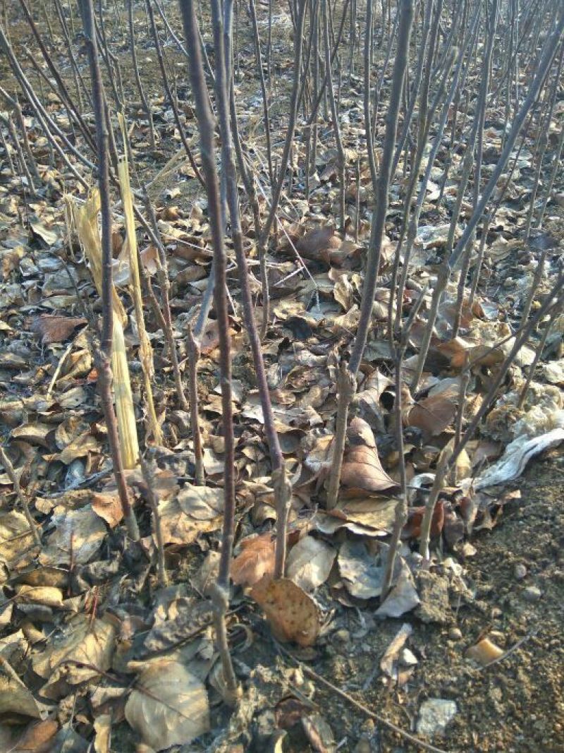 维纳斯黄金苹果苗，苹果苗，苹果苗新品种，包成活率和品种