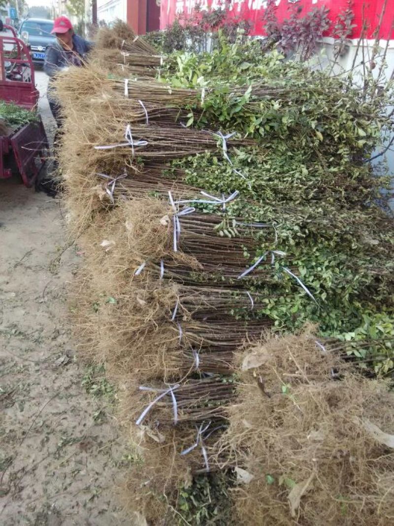 花椒苗大红袍花椒苗花椒苗基地花椒苗批发花椒苗培育