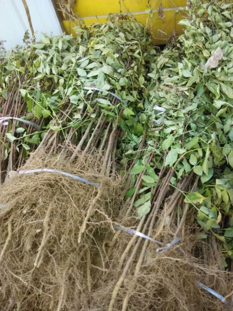 花椒苗大红袍花椒苗花椒苗基地花椒苗批发花椒苗培育