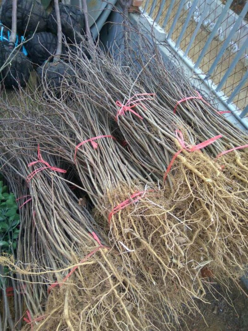 花椒苗大红袍花椒苗花椒苗基地花椒苗批发花椒苗培育
