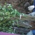 花椒苗大红袍花椒苗花椒苗基地花椒苗批发花椒苗培育