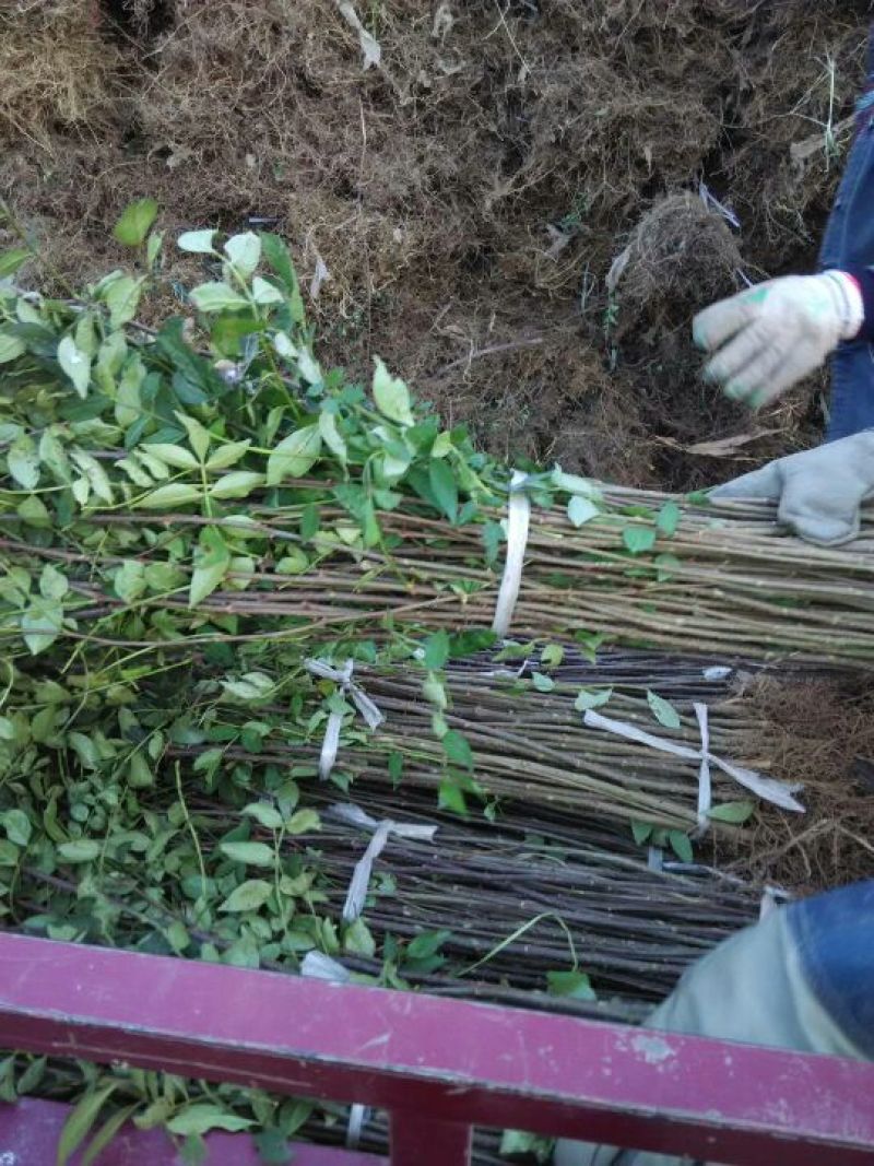 花椒苗大红袍花椒苗花椒苗基地花椒苗批发花椒苗培育