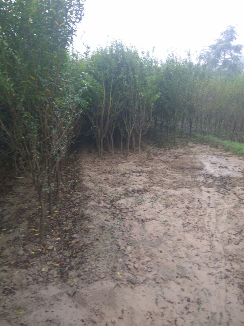 石榴树石榴树苗石榴树苗基地泰山红石榴树苗3公分石榴树