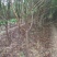 石榴树石榴树苗石榴树苗基地泰山红石榴树苗3公分石榴树