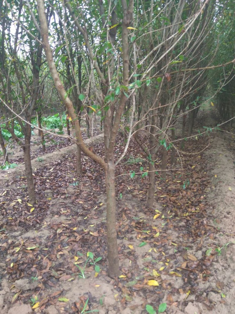 石榴树石榴树苗石榴树苗基地泰山红石榴树苗3公分石榴树