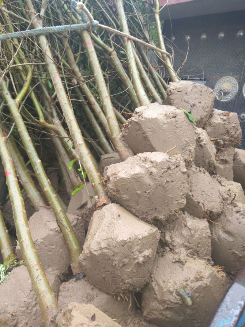 石榴树石榴树苗石榴树苗基地泰山红石榴树苗3公分石榴树
