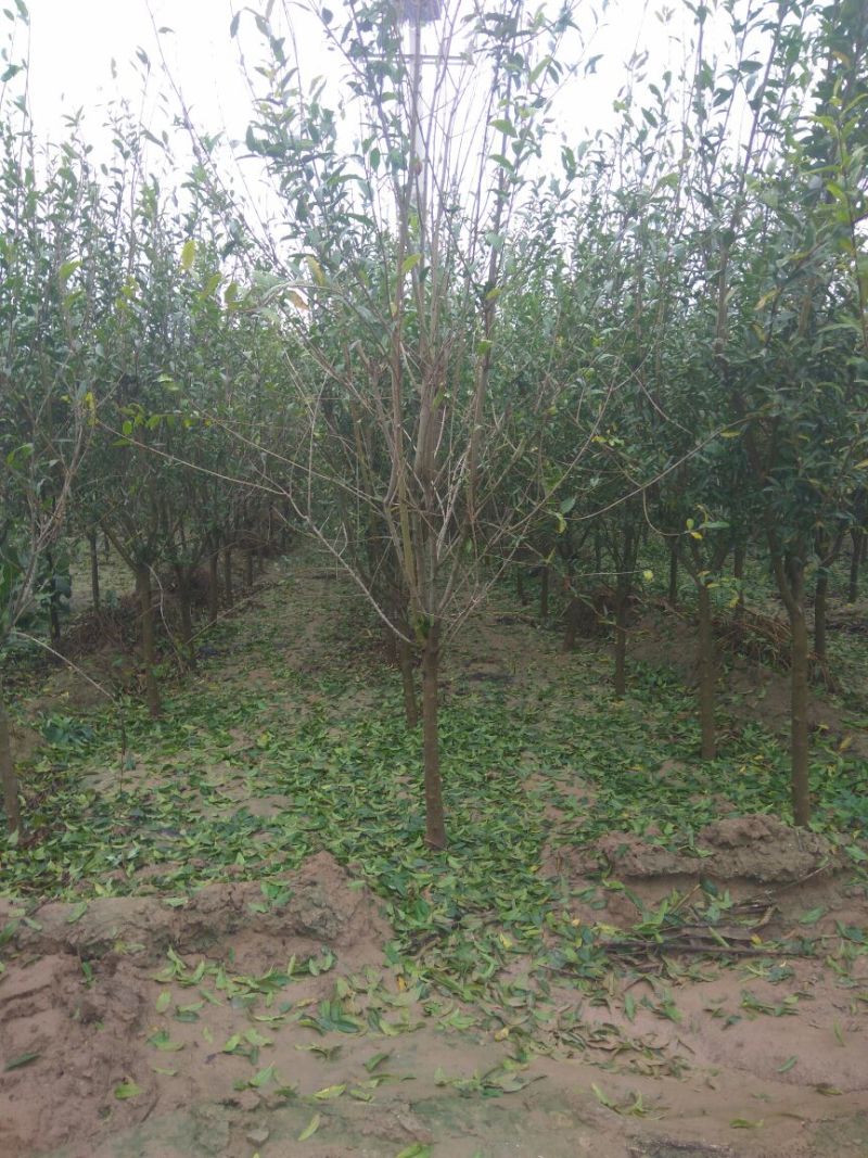 石榴树石榴树苗石榴树苗基地泰山红石榴树苗3公分石榴树