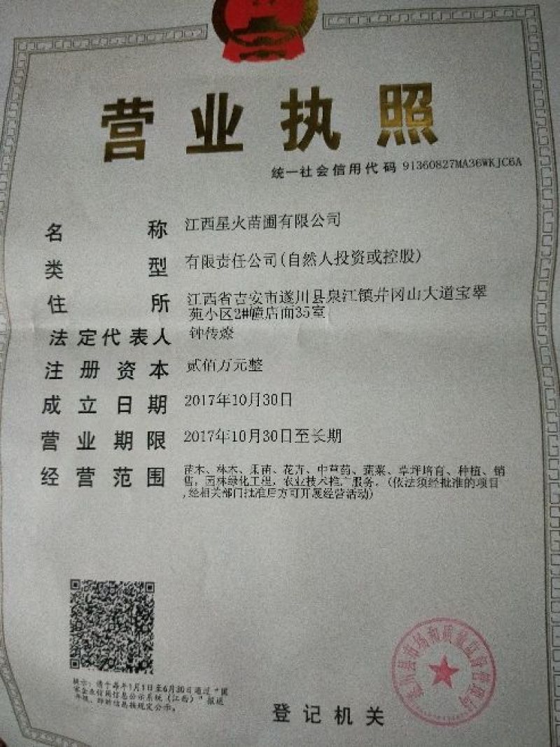 油茶苗嫁接两年50-80高