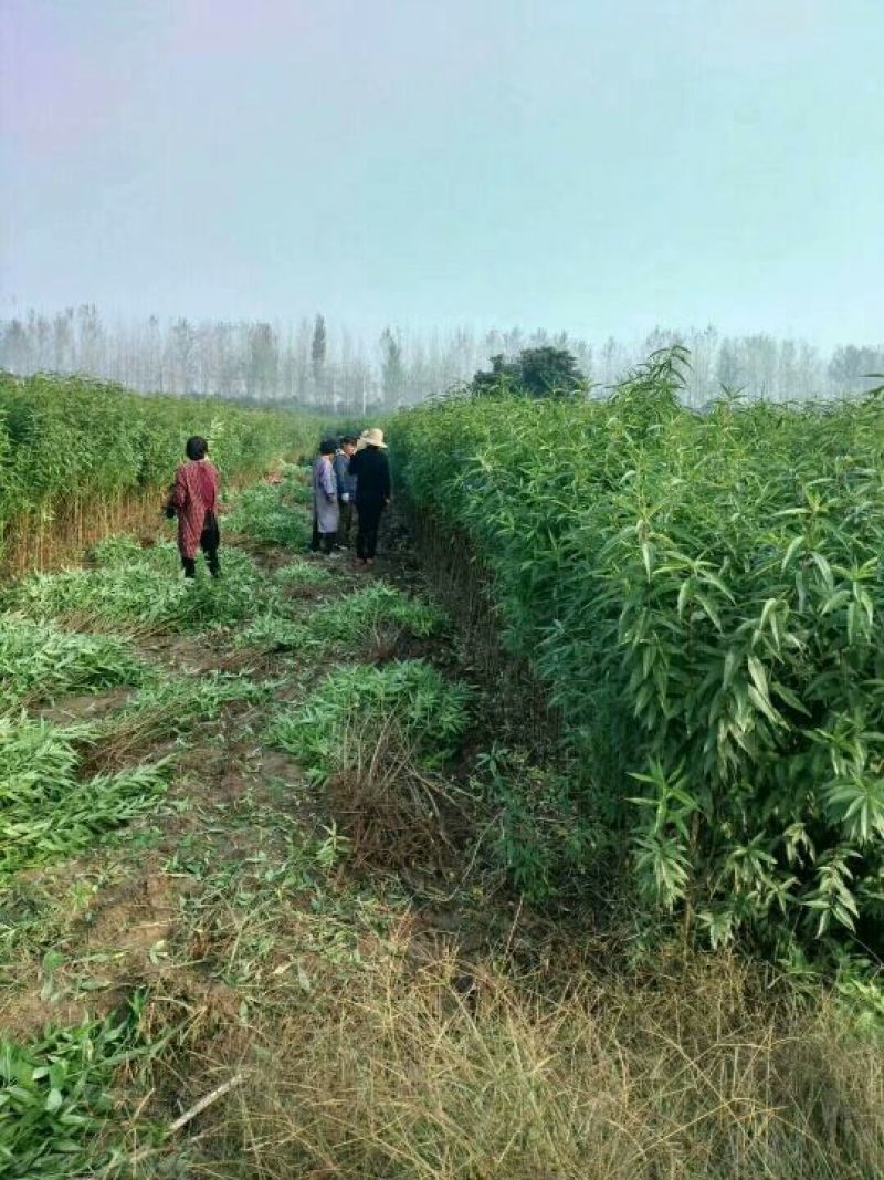 桃树苗桃树苗新品种嫁接桃树苗实生桃树苗