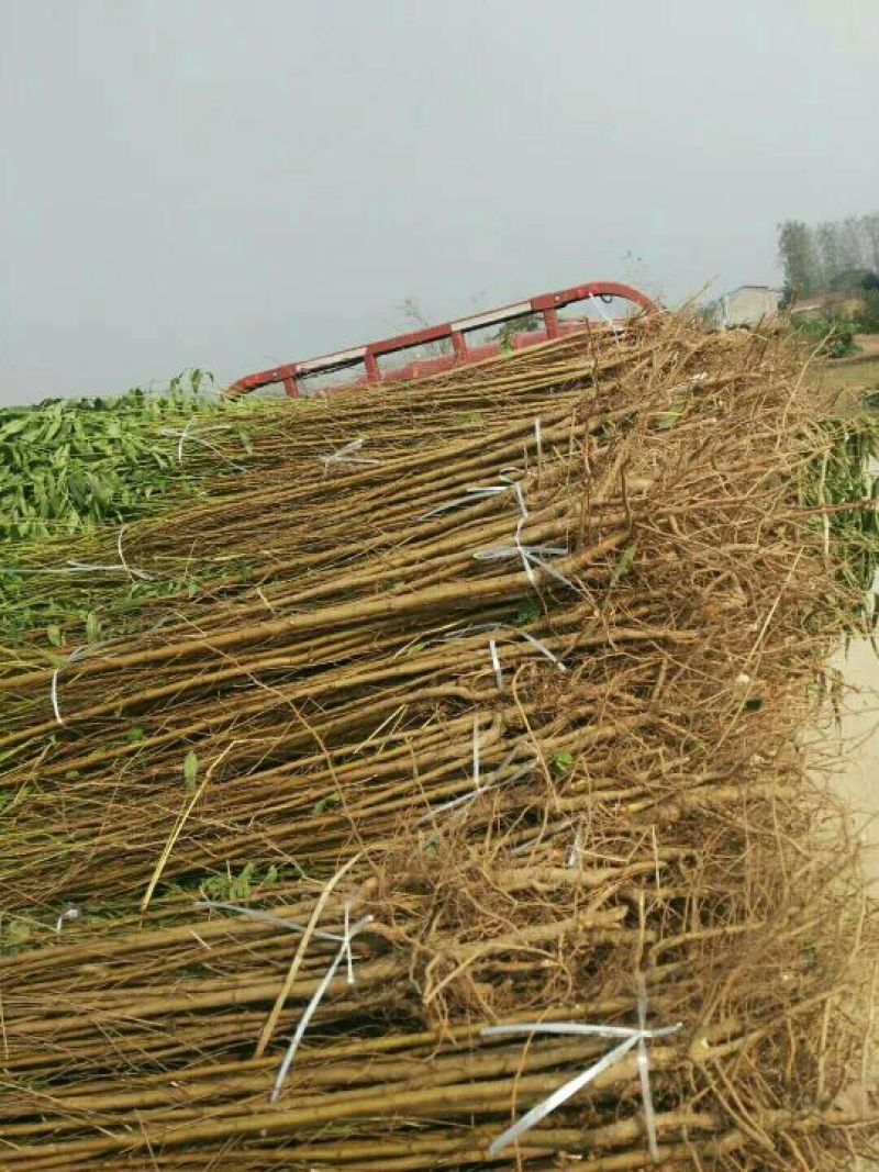 桃树苗桃树苗新品种嫁接桃树苗实生桃树苗