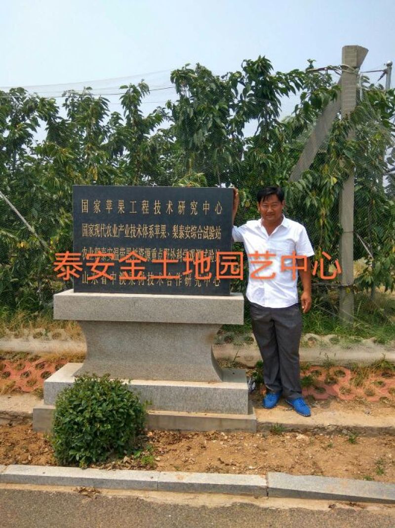 臭椿，6-8-10公分臭椿，千头椿，工程上用的椿树