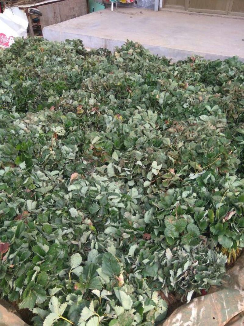 草莓苗，圣诞红草莓苗，草莓苗新品种，圣诞红草莓苗育苗基