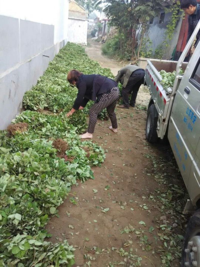 草莓苗，圣诞红草莓苗，草莓苗新品种，圣诞红草莓苗育苗基