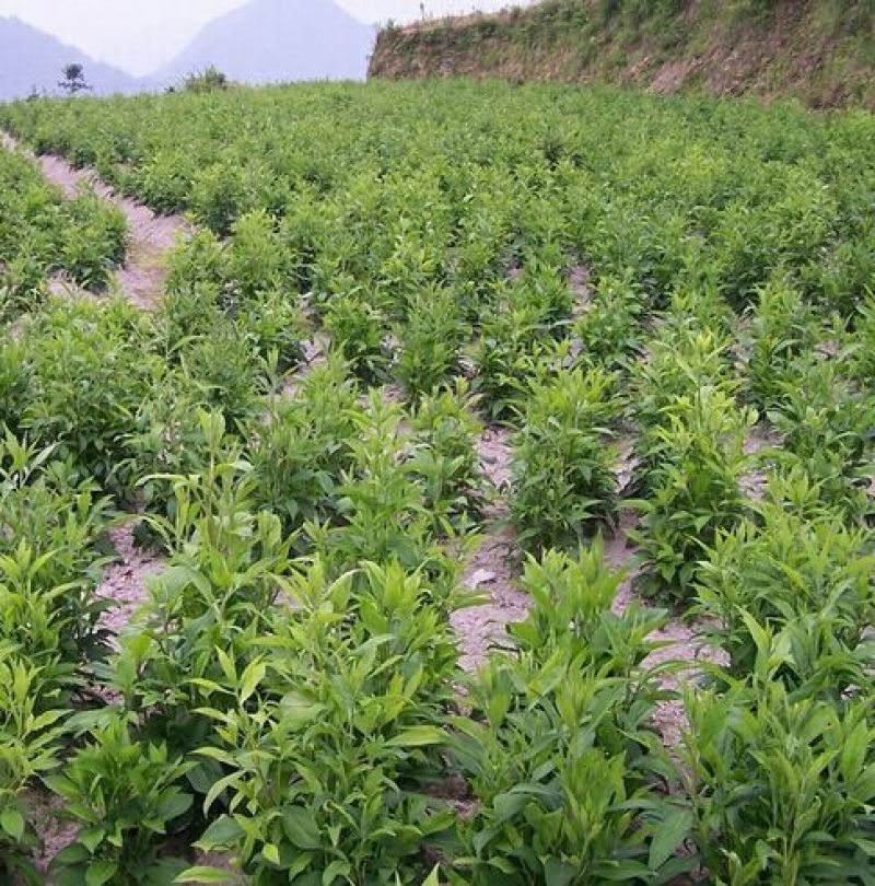 苍术种子