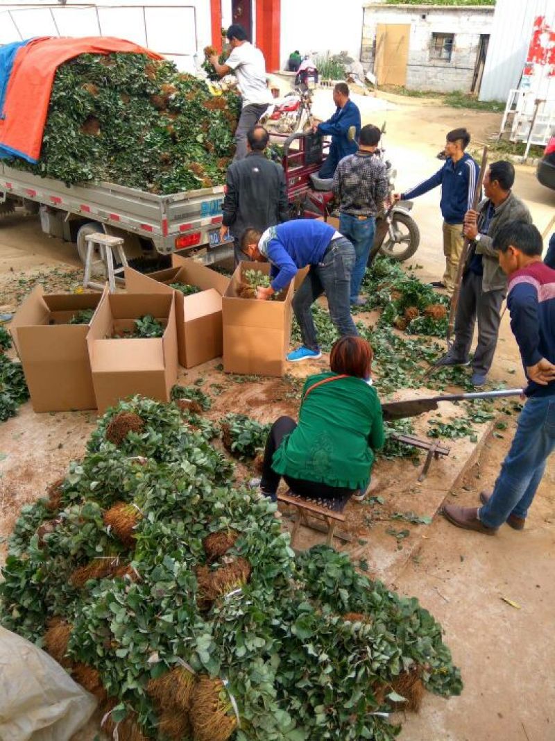 蒙特瑞草莓苗:四季草莓苗:一年四季都在结果的草莓苗品种