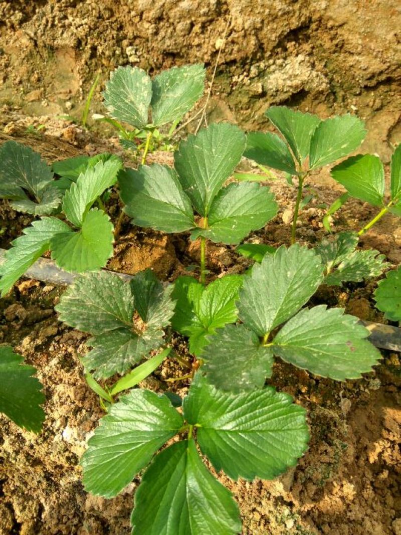 蒙特瑞草莓苗:四季草莓苗:一年四季都在结果的草莓苗品种