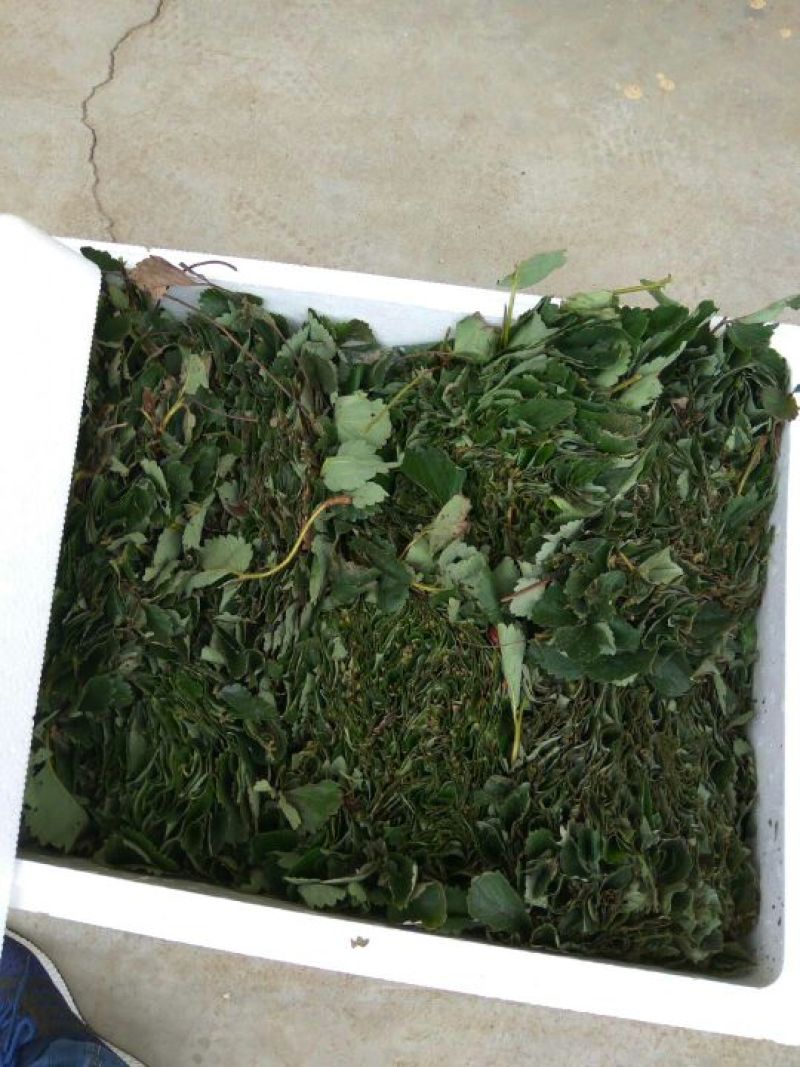 草莓苗，京藏香草莓苗，草莓苗新品种，买的多送的多签合同