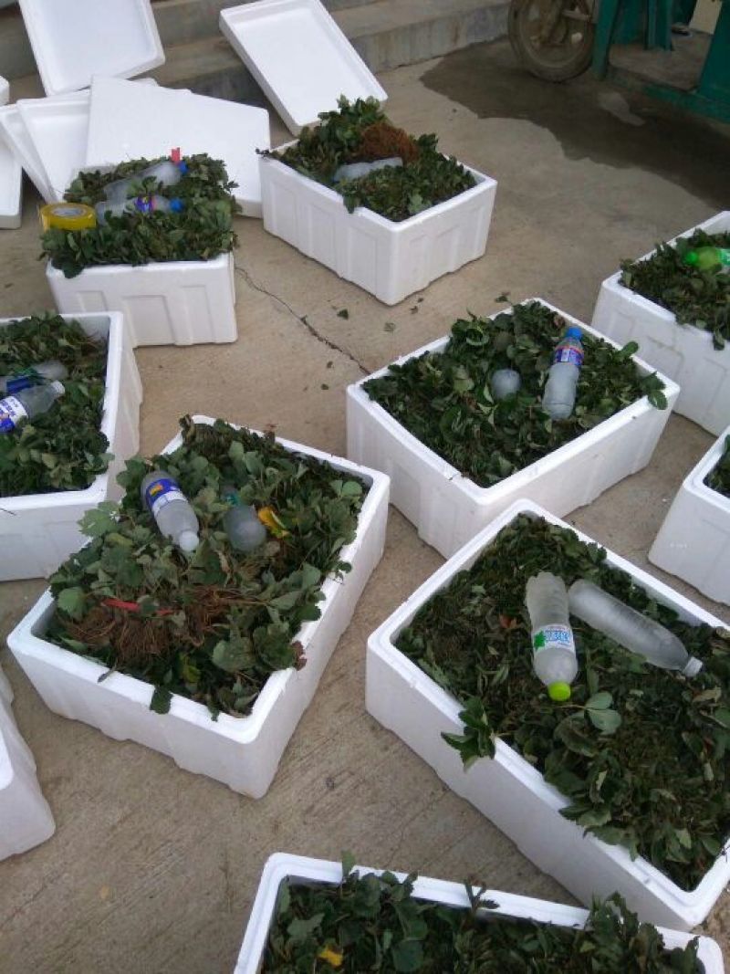 草莓苗，丰香草莓苗，草莓苗新品种，草莓苗栽植最佳时间