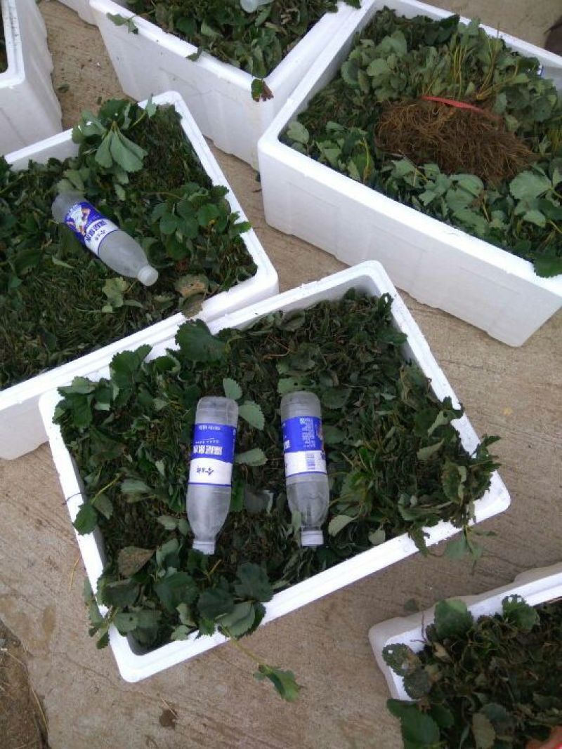 草莓苗，丰香草莓苗，草莓苗新品种，草莓苗栽植最佳时间