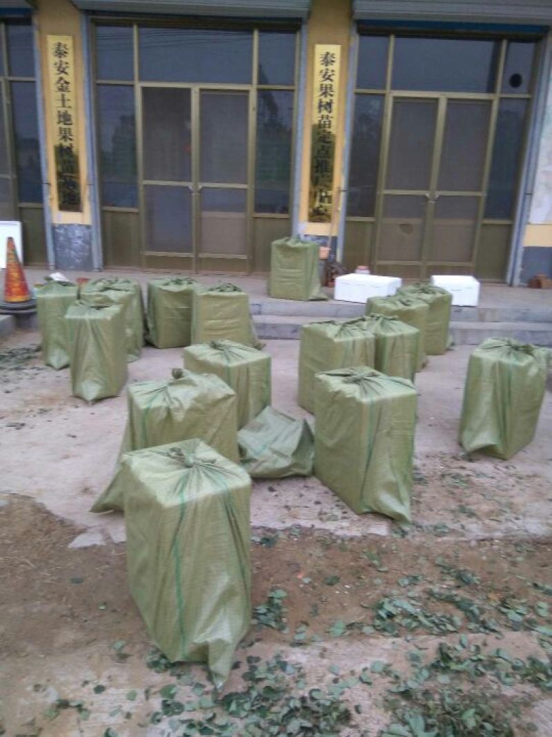 草莓苗，丰香草莓苗，草莓苗新品种，草莓苗栽植最佳时间